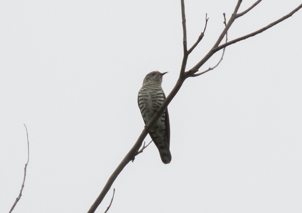 Shining Bronze-Cuckoo - ML119780751