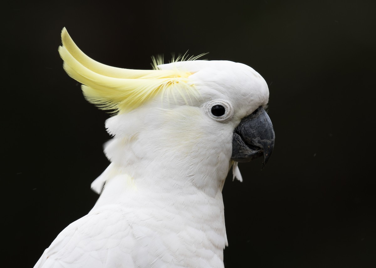 Sulphur-crested Cockatoo - ML119780891