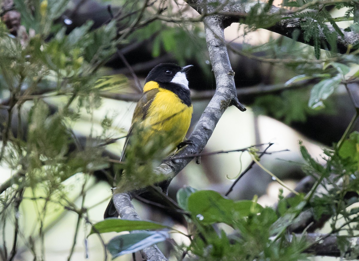 Golden Whistler - ML119781611