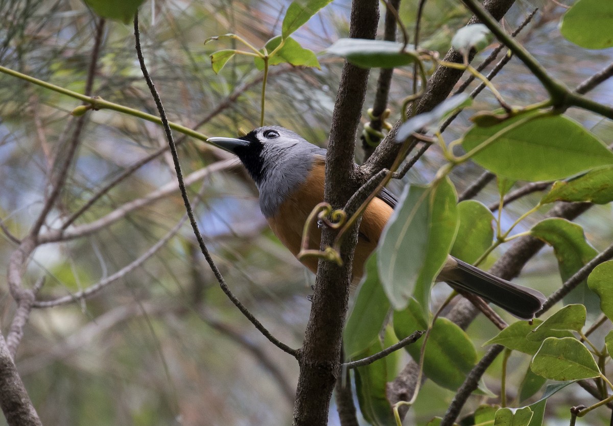 Black-faced Monarch - ML119781661