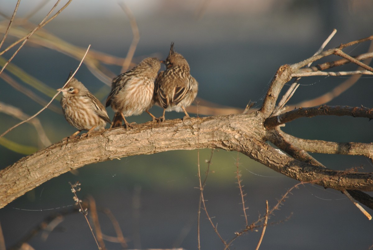 Lark-like Brushrunner - ML119782211