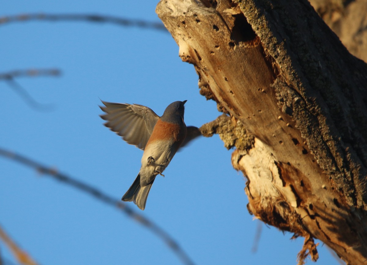 Western Bluebird - Pair of Wing-Nuts