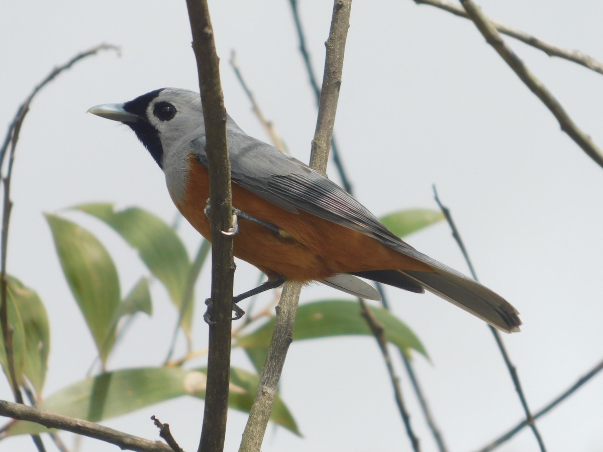 Black-faced Monarch - ML119782711