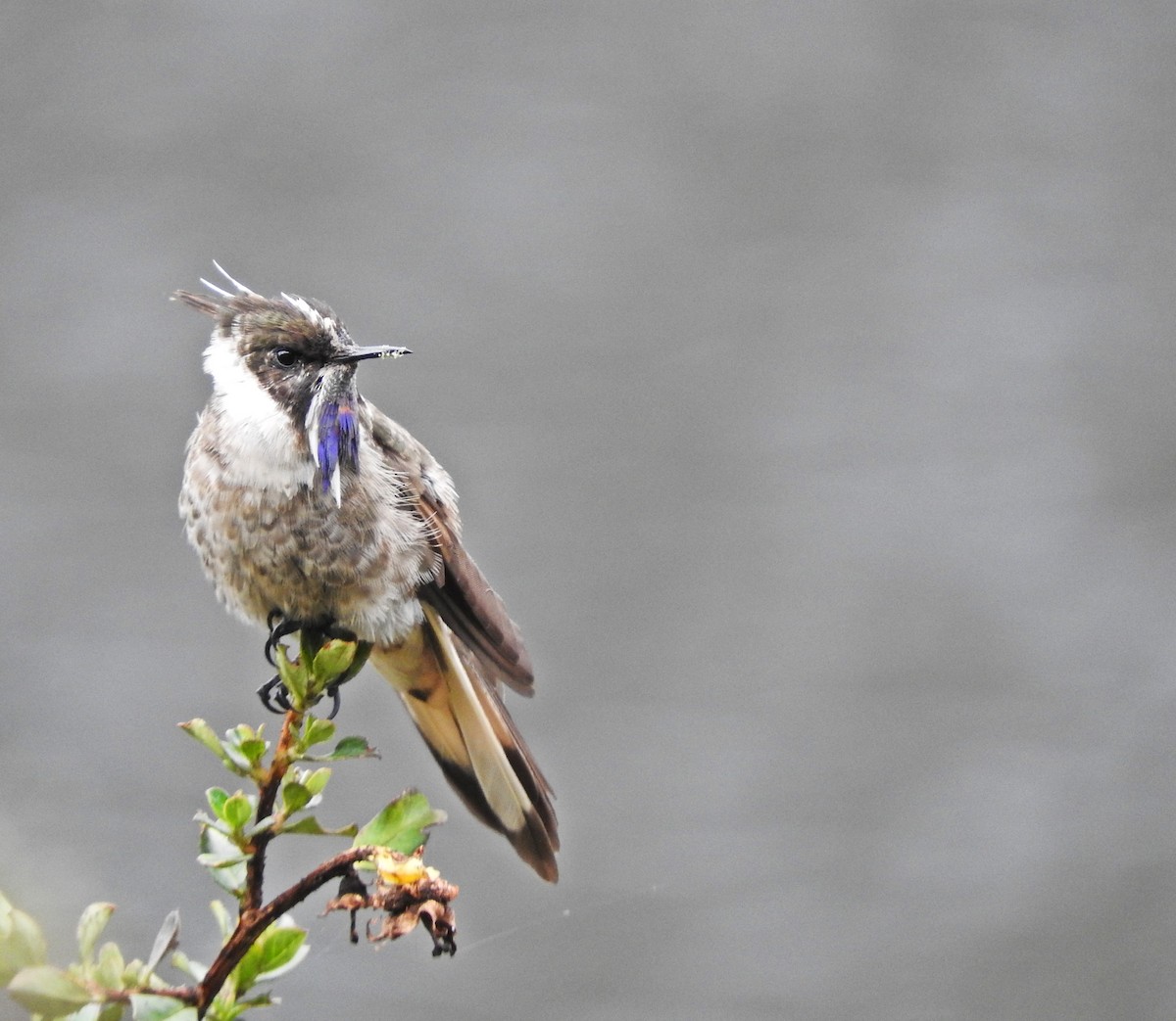 Colibri à barbe bleue - ML119782731