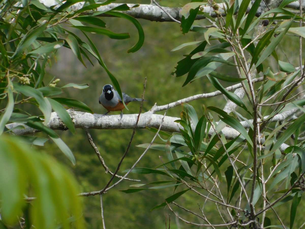 Black-faced Monarch - ML119782761