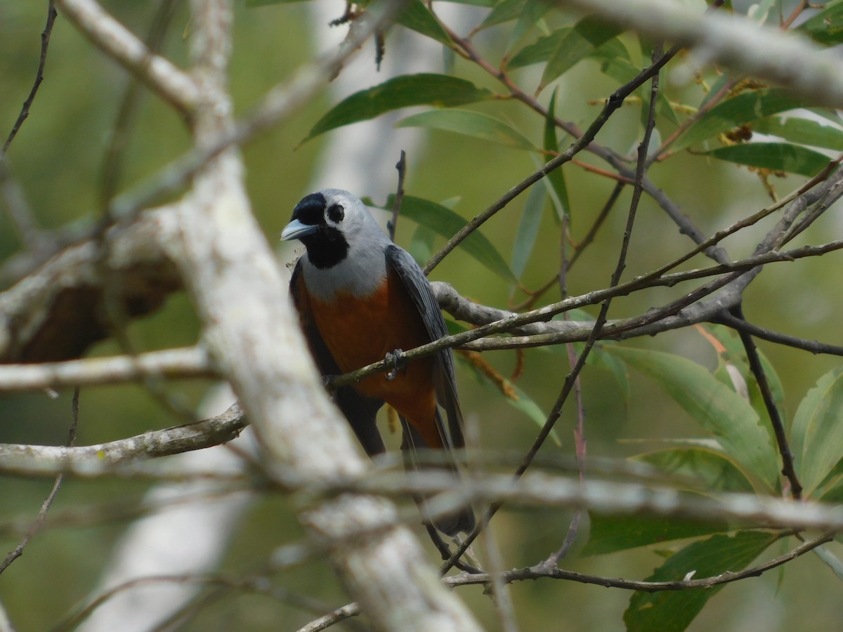 Black-faced Monarch - ML119782791