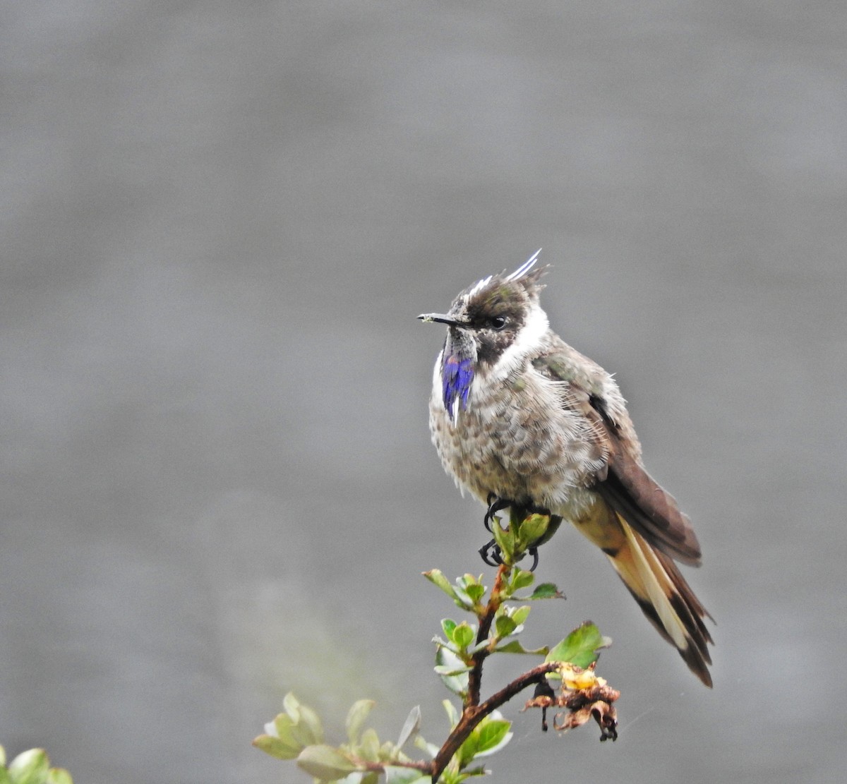 Colibri à barbe bleue - ML119782861