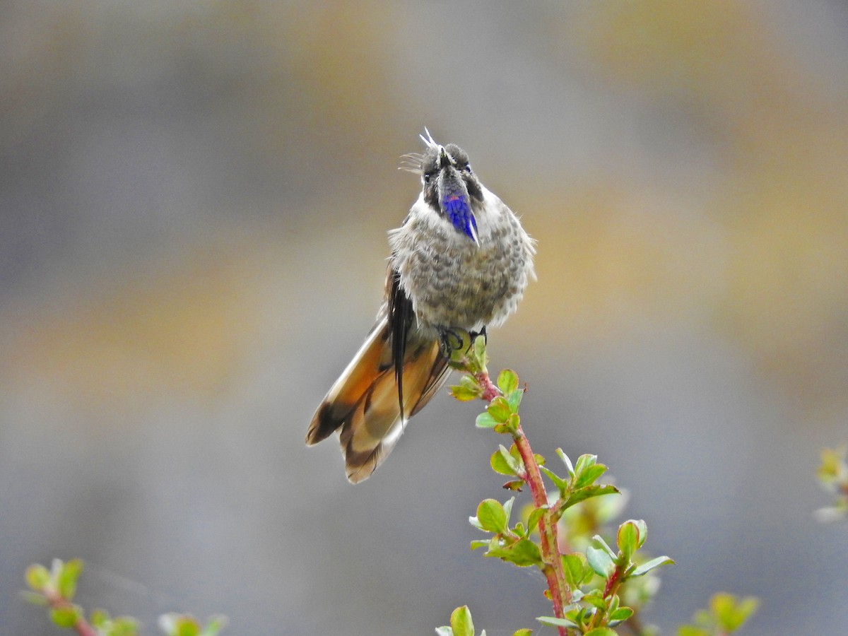 Blue-bearded Helmetcrest - ML119783031