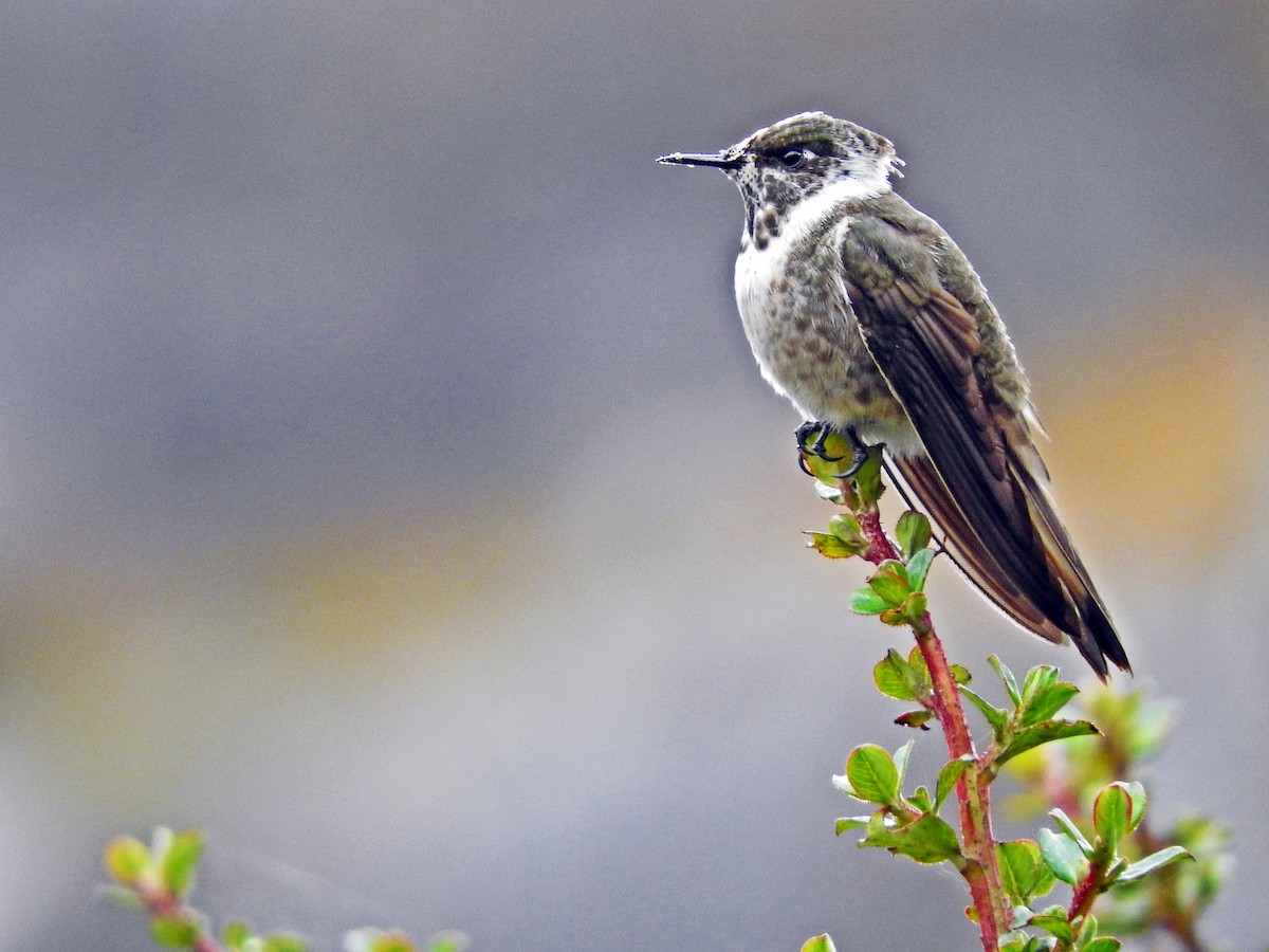 Blaubart-Helmkolibri - ML119783041