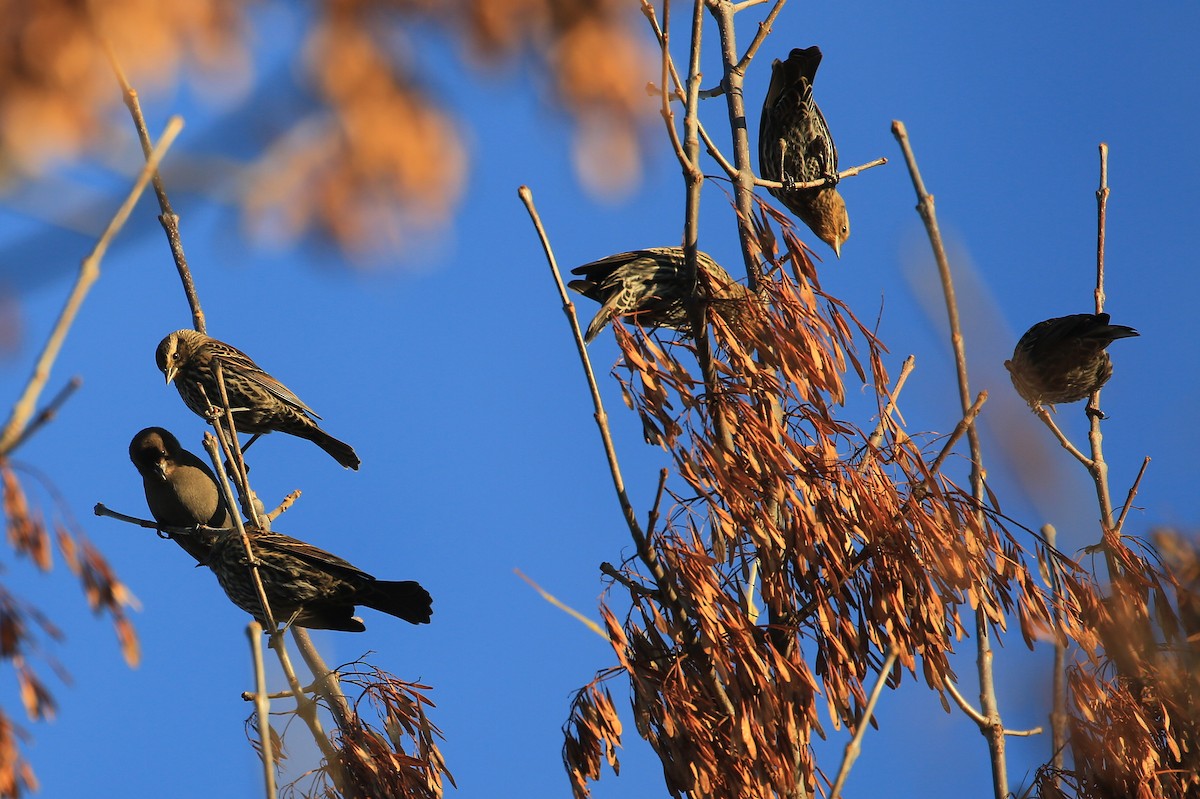 Red-winged Blackbird (Red-winged) - ML119783421