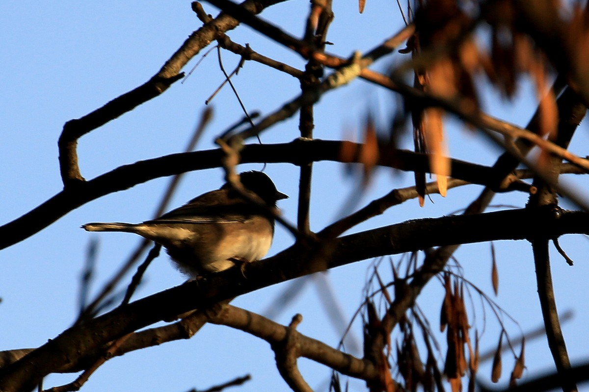 Kara Gözlü Junko (hyemalis/carolinensis) - ML119783481