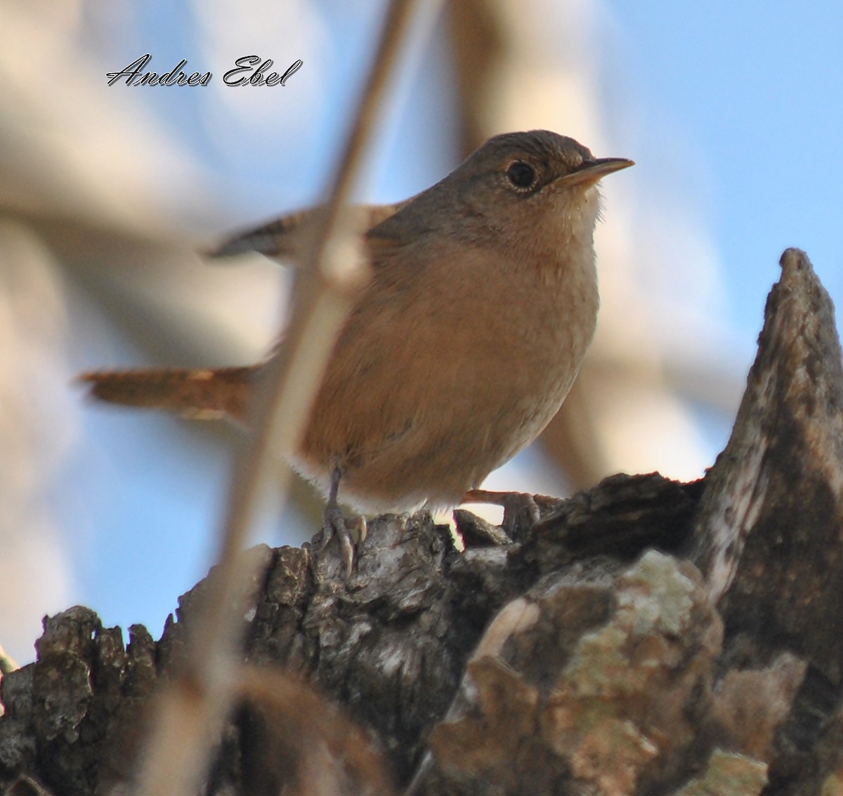 House Wren - ML119783511