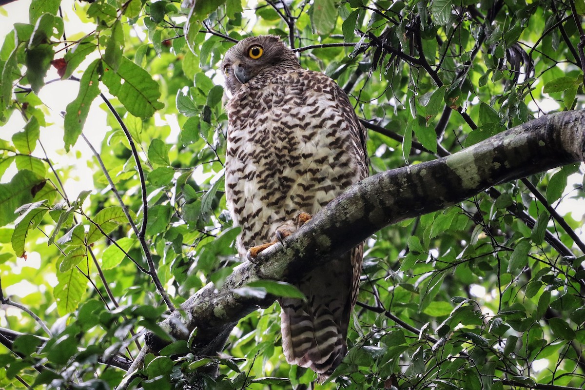 Powerful Owl - Sylvia Alexander