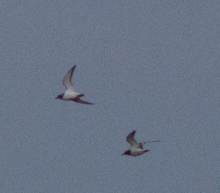 Ruddy Turnstone - ML119786161