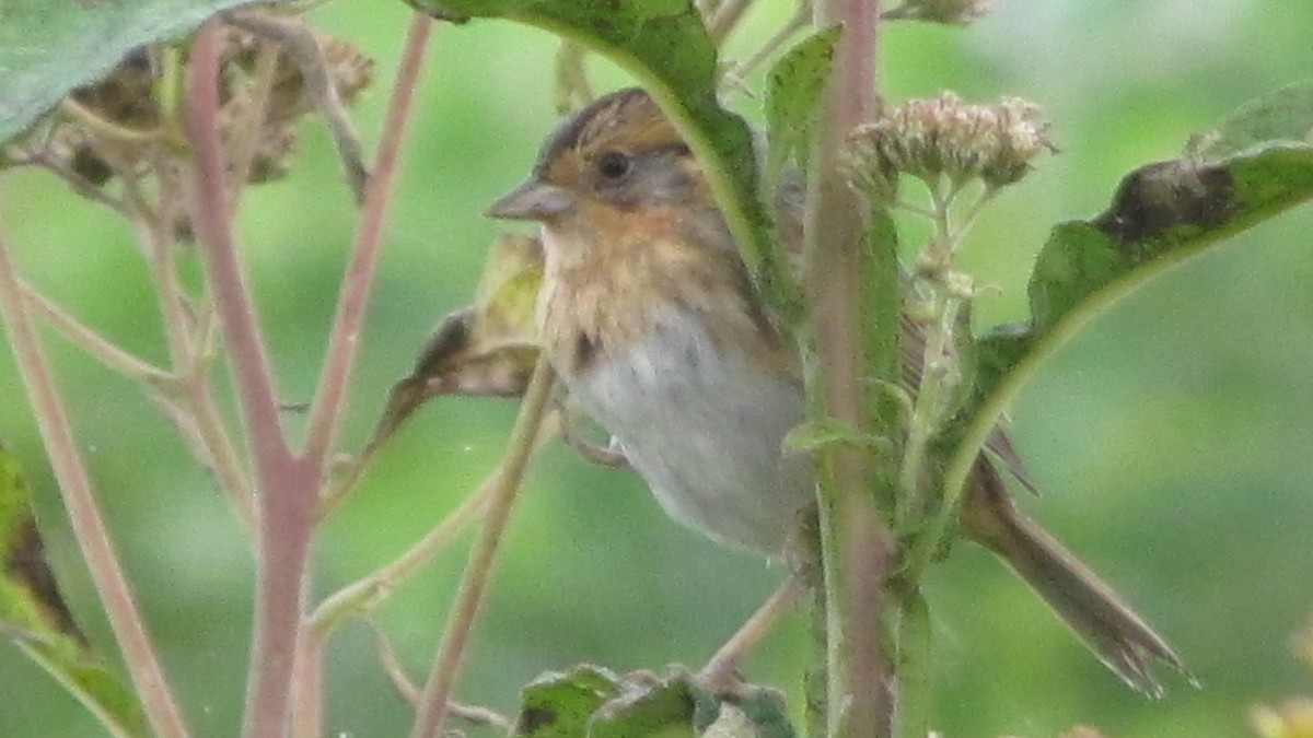 Nelson's Sparrow - Shane Williams