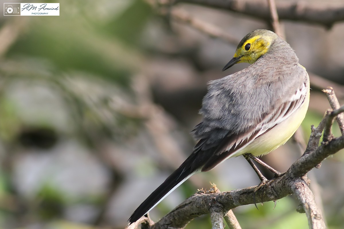 Citrine Wagtail - ML119787301