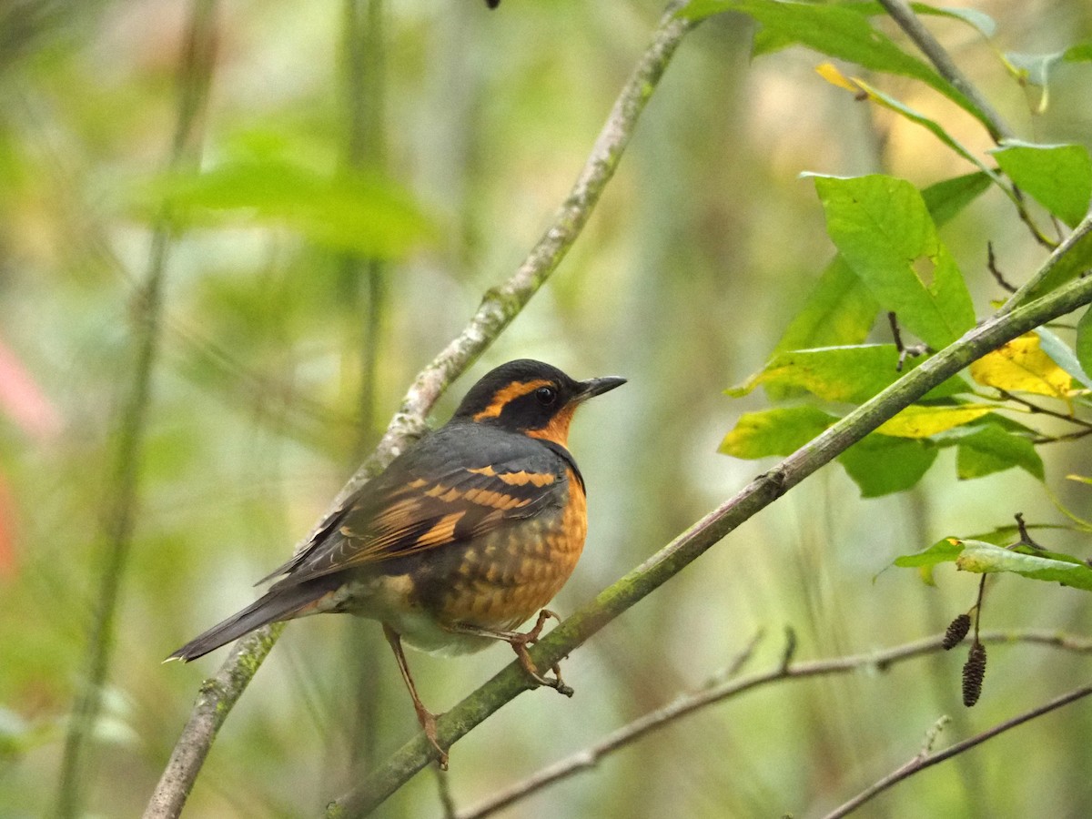 Varied Thrush - ML119788741