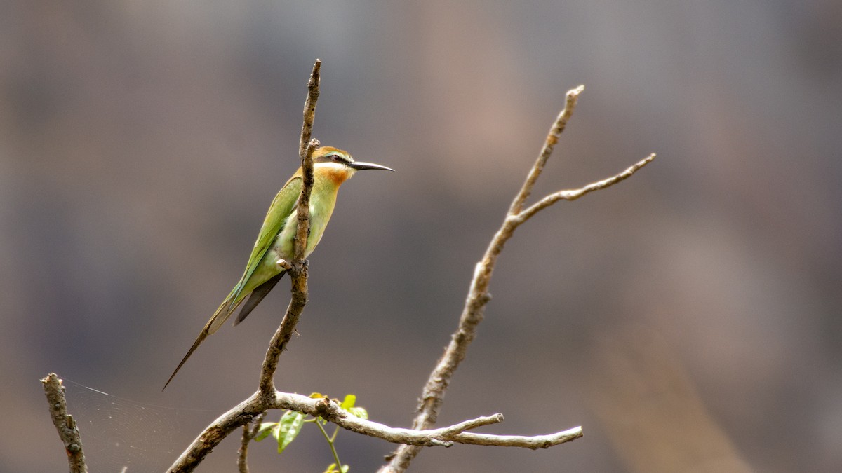 Madagascar Bee-eater - Jean-Sébastien Guénette