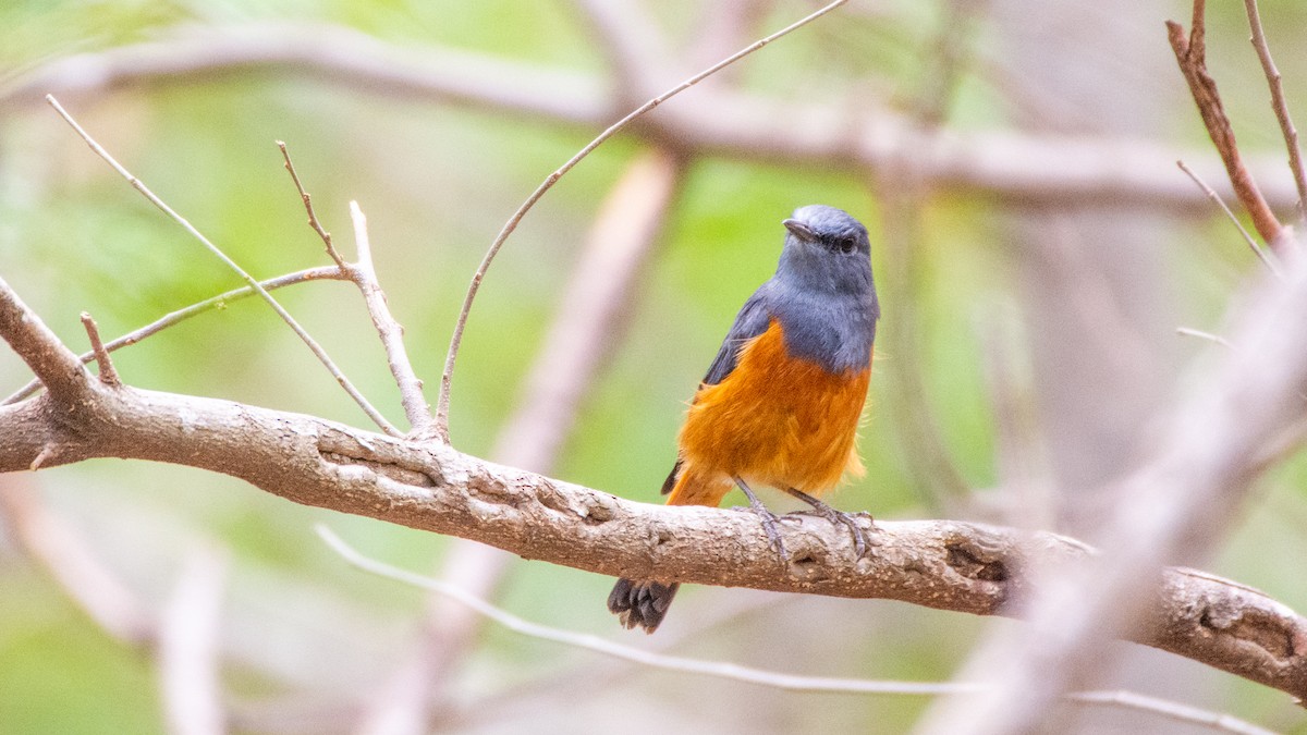 Forest Rock-Thrush (Forest) - Jean-Sébastien Guénette