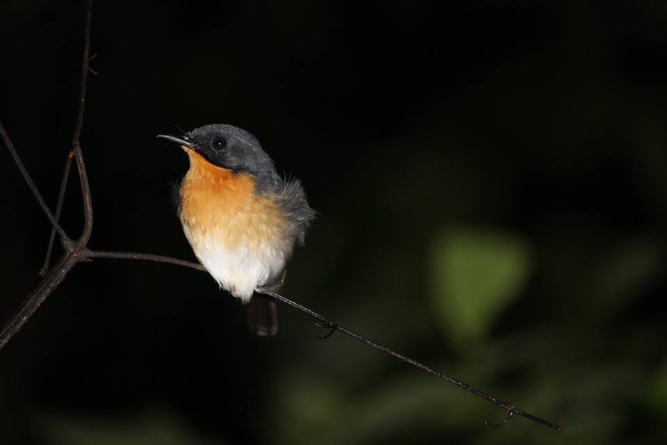 Rufous-throated Flycatcher - Joseph See