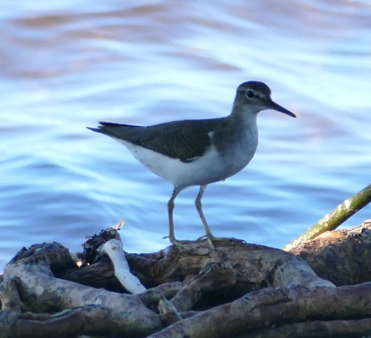 Spotted Sandpiper - ML119790561