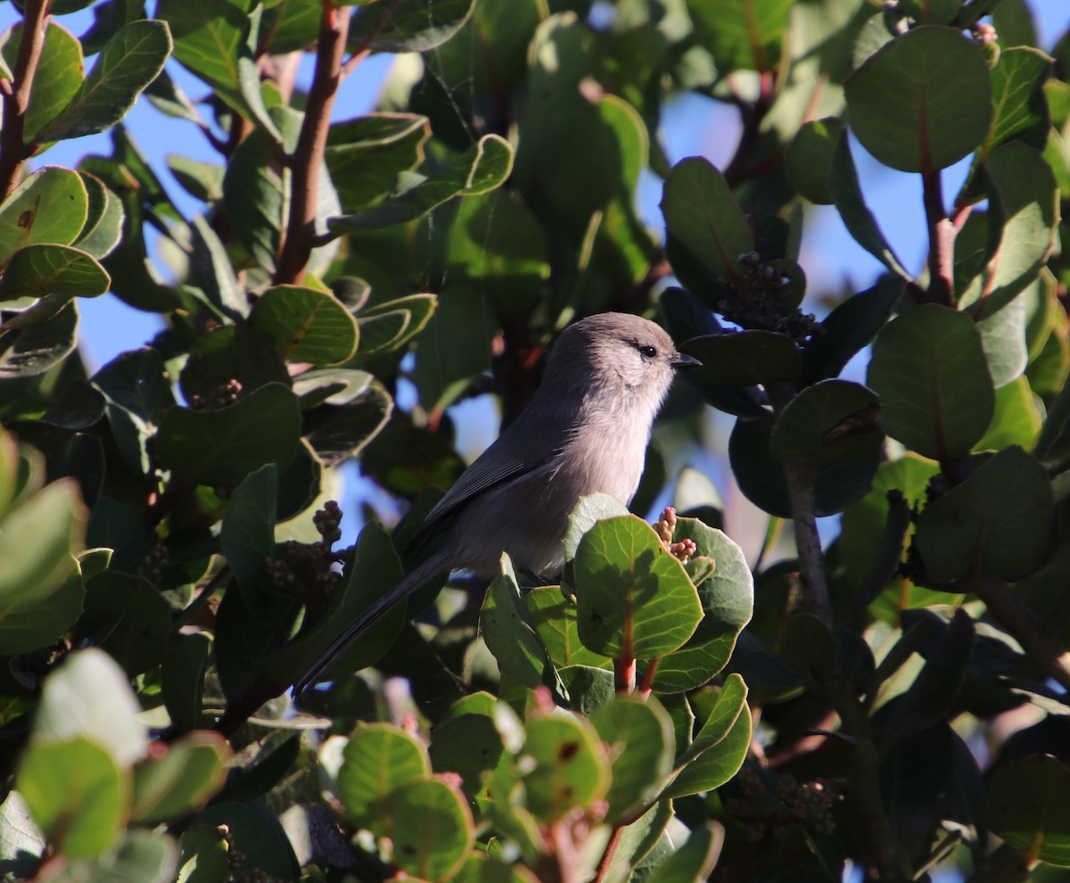 Bushtit - ML119791151