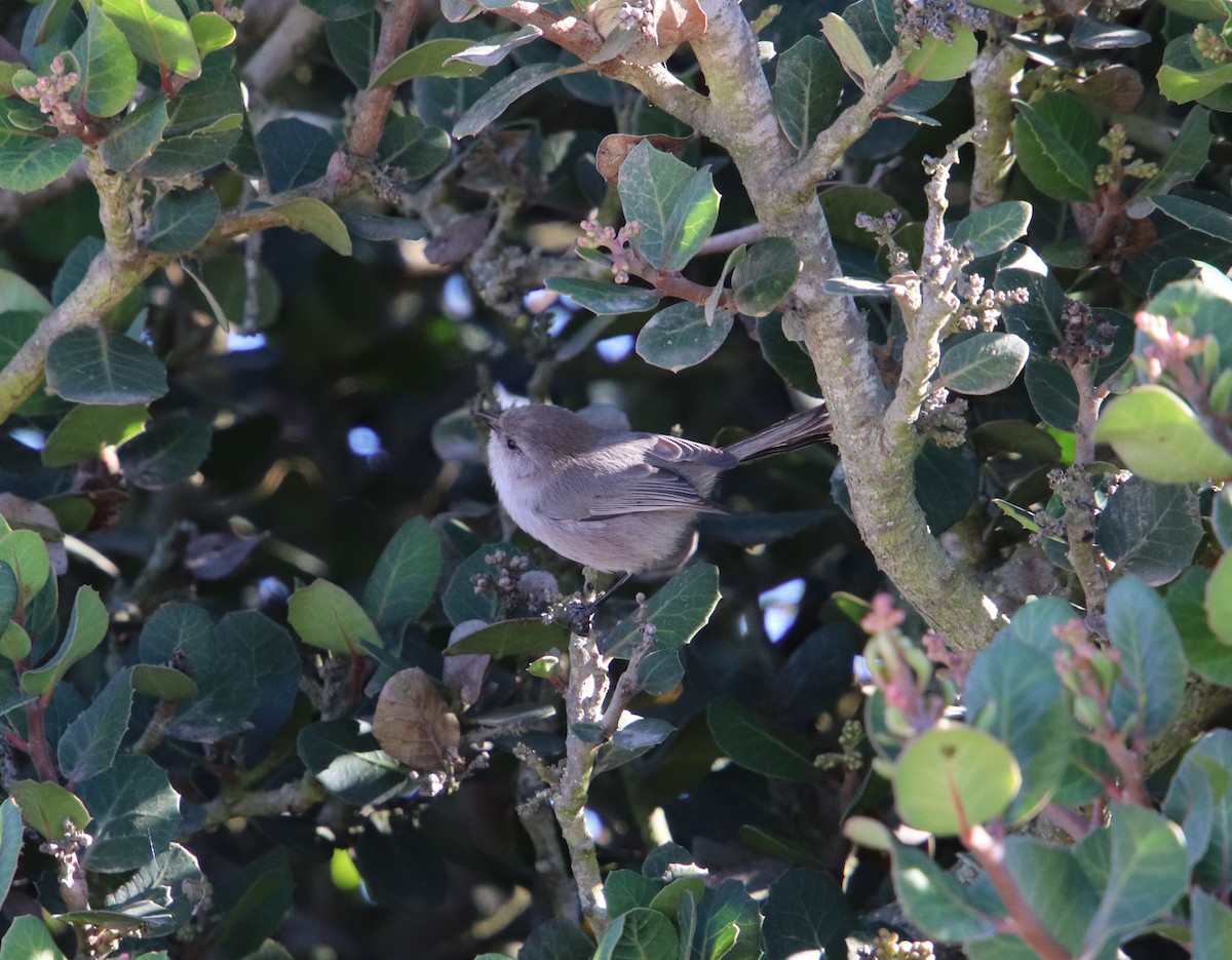 Bushtit - ML119791171