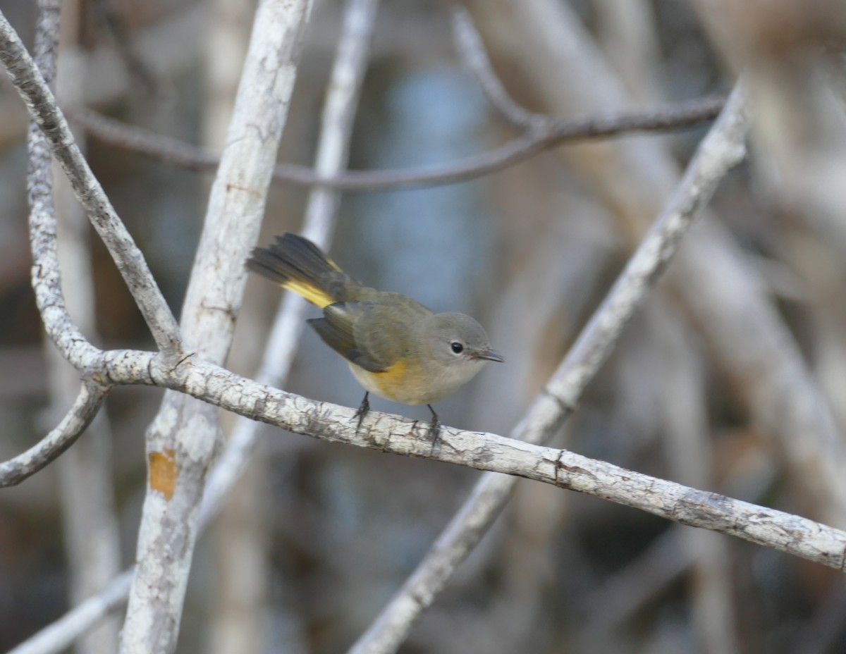 American Redstart - ML119791591