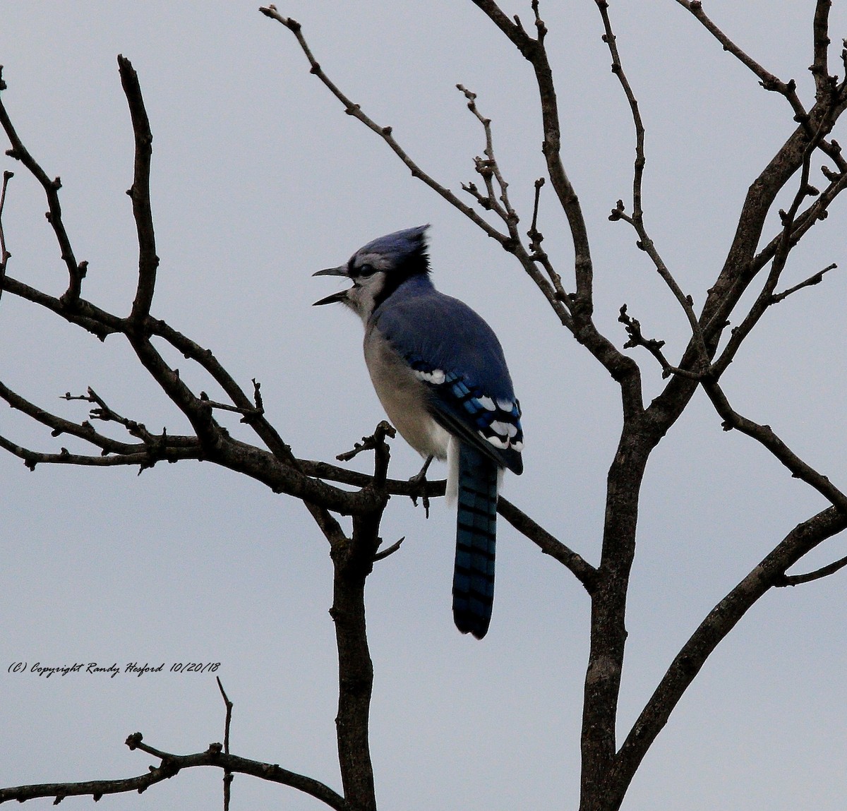 Blue Jay - ML119792541