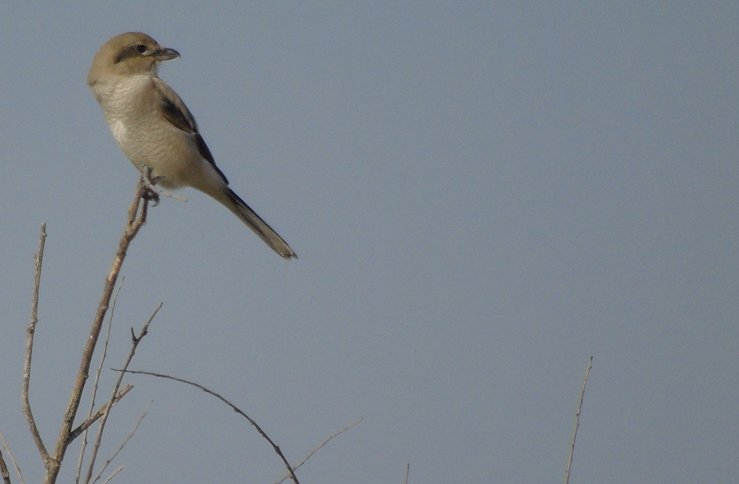 Northern Shrike - ML119792631