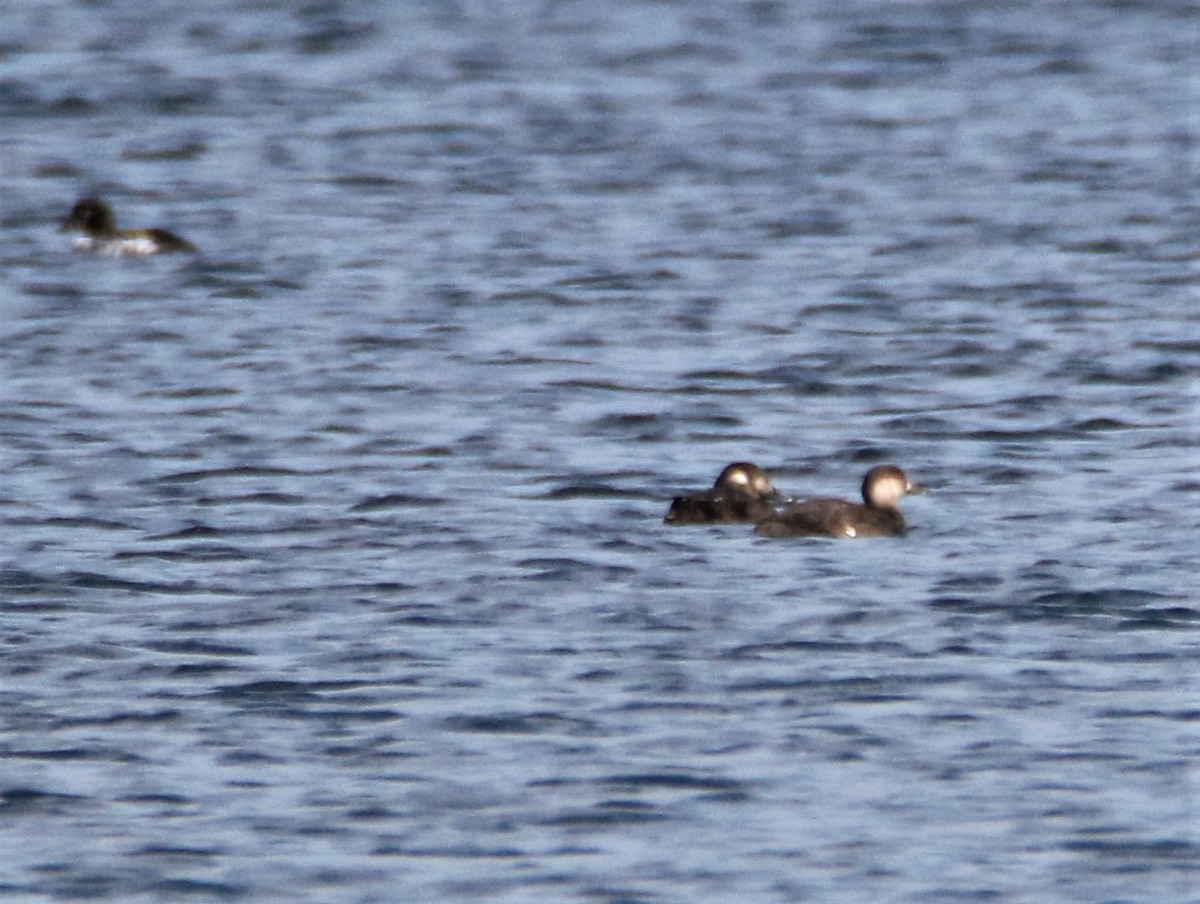 Black Scoter - ML119793421