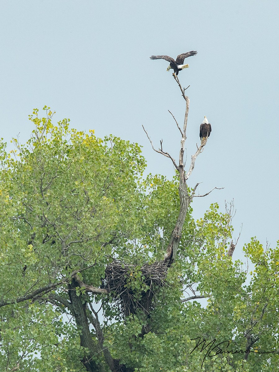 Bald Eagle - ML119794651