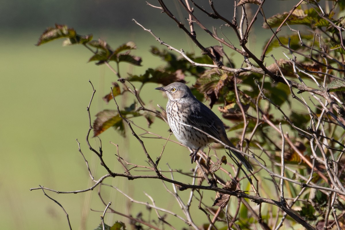 Sage Thrasher - ML119796301