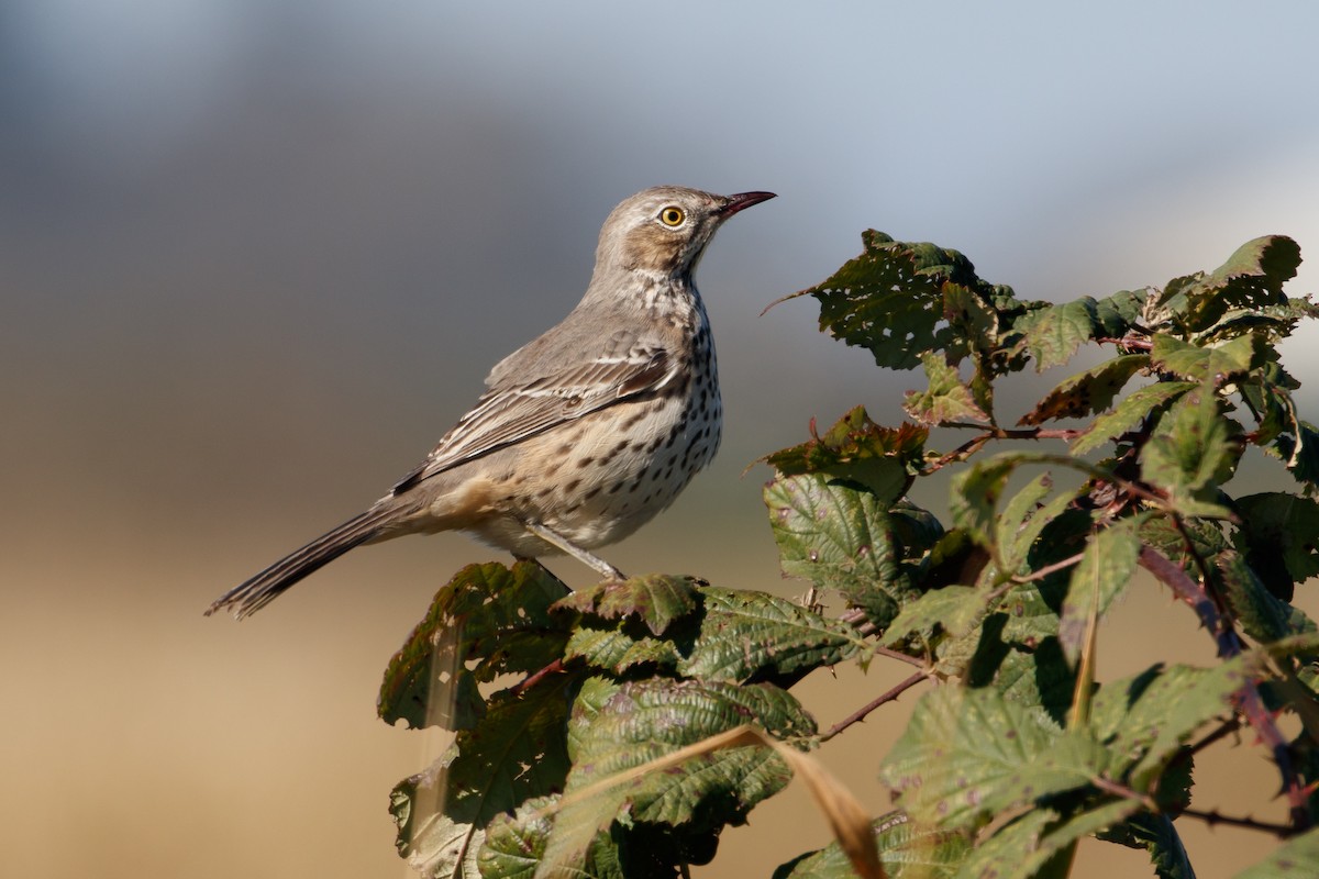 Sage Thrasher - ML119796331