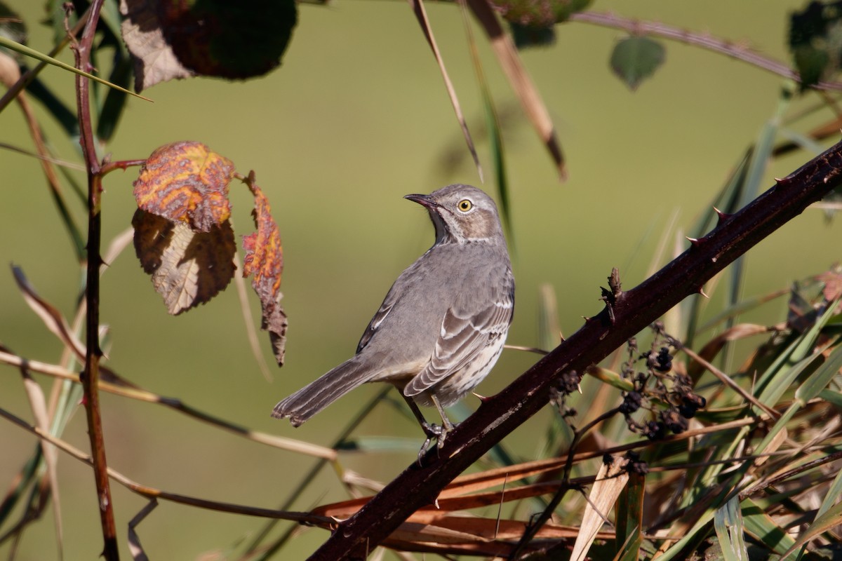 Sage Thrasher - ML119796341