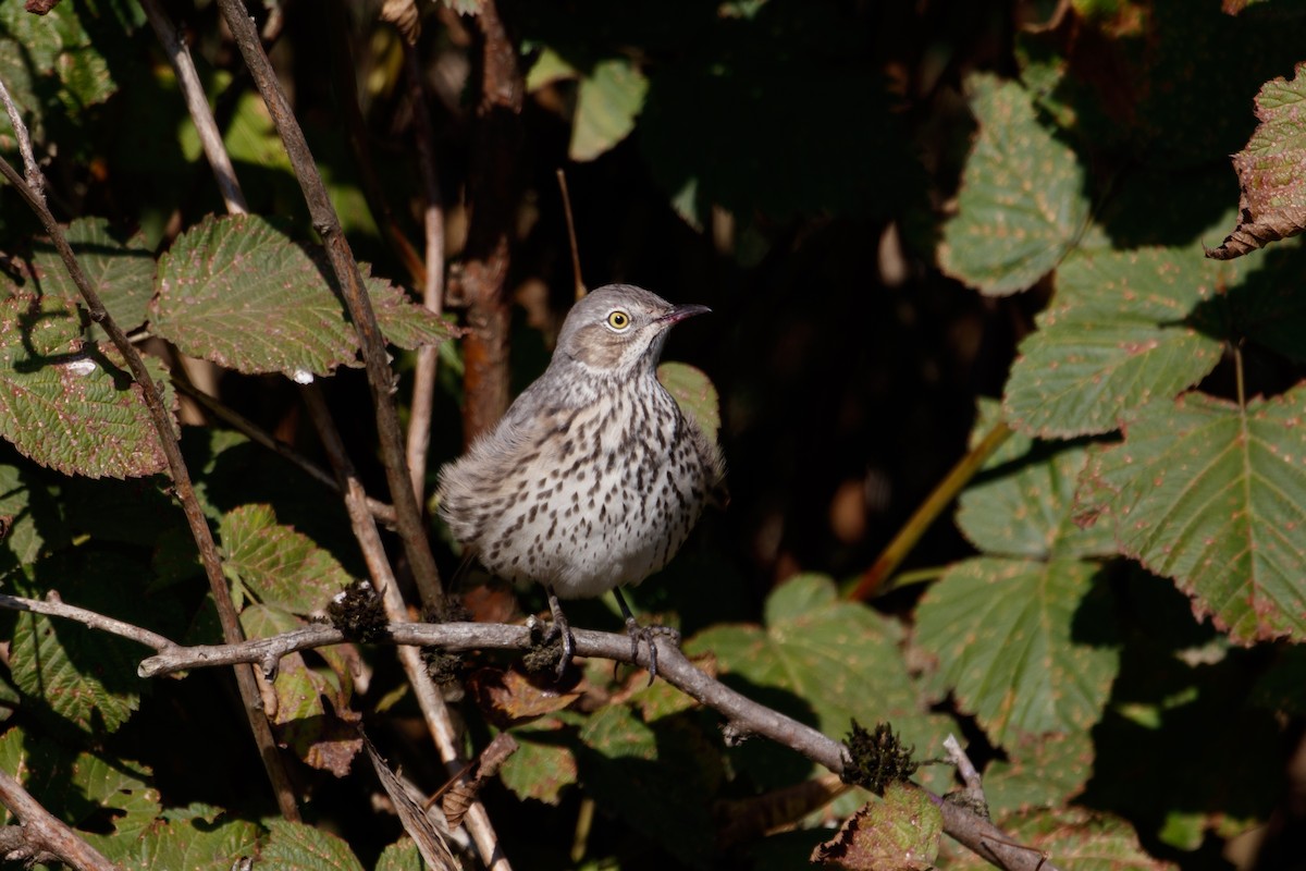 Sage Thrasher - ML119796351