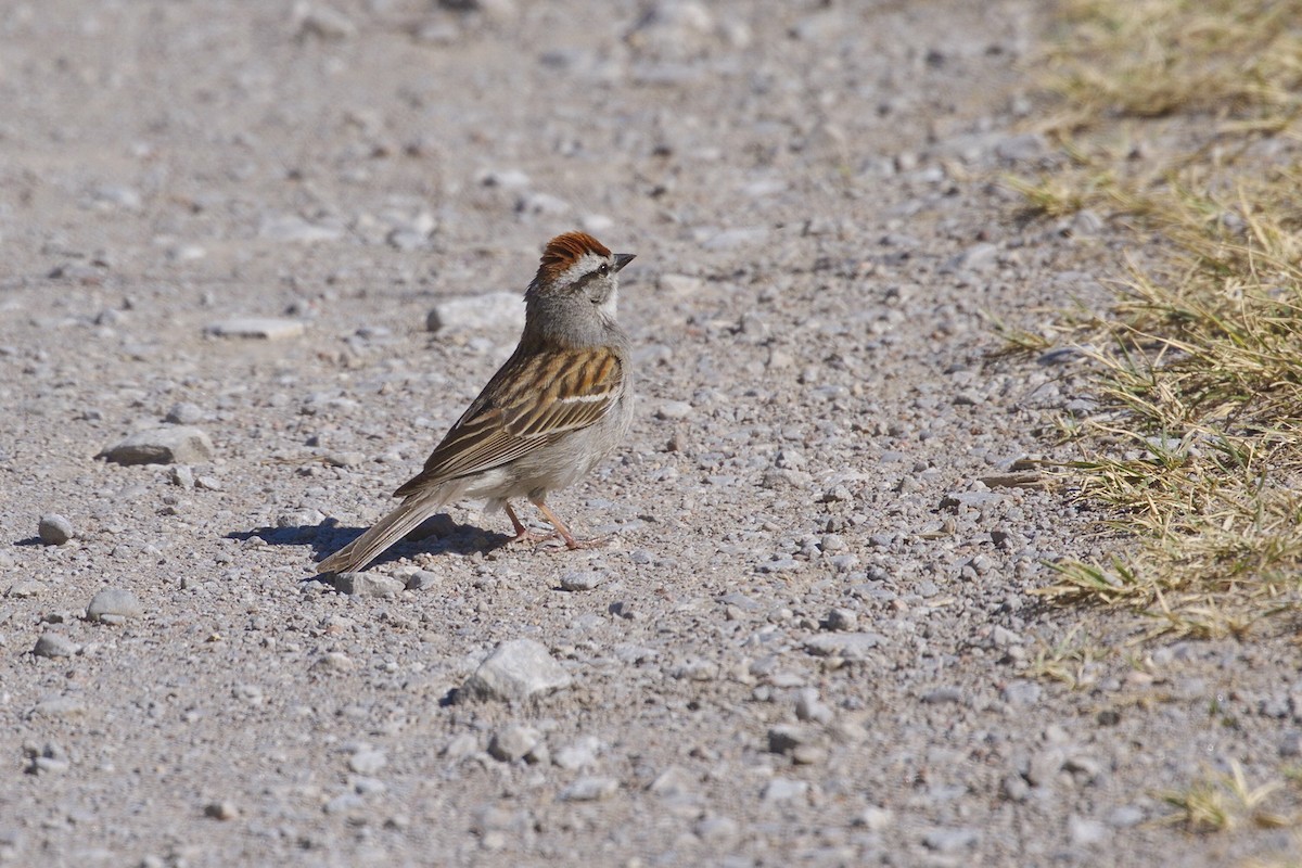 Chipping Sparrow - ML119797181