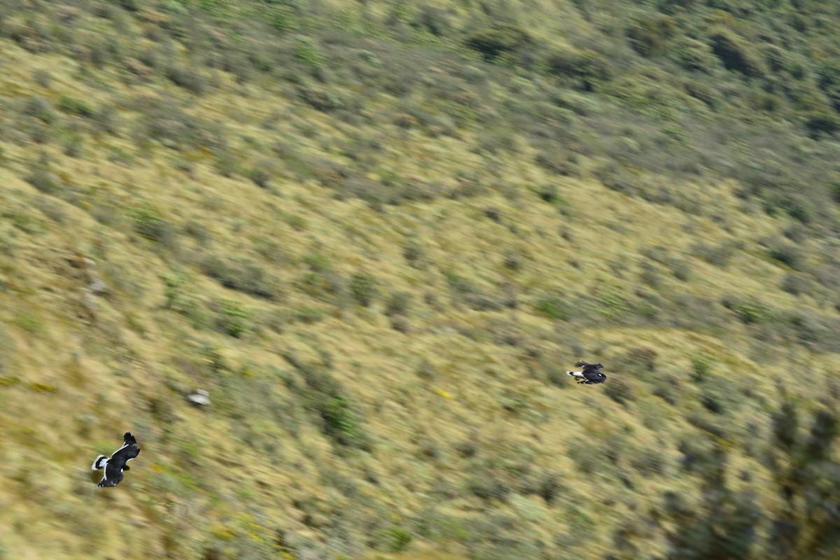 Carunculated Caracara - ML119797631