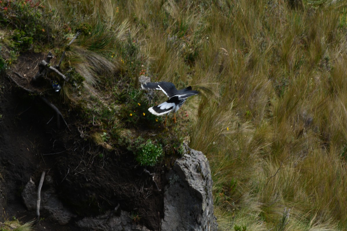 Caracara caronculé - ML119797741