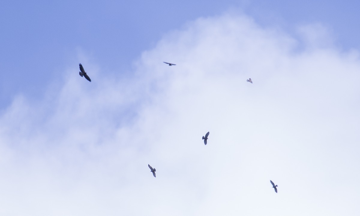 Swainson's Hawk - ML119797911