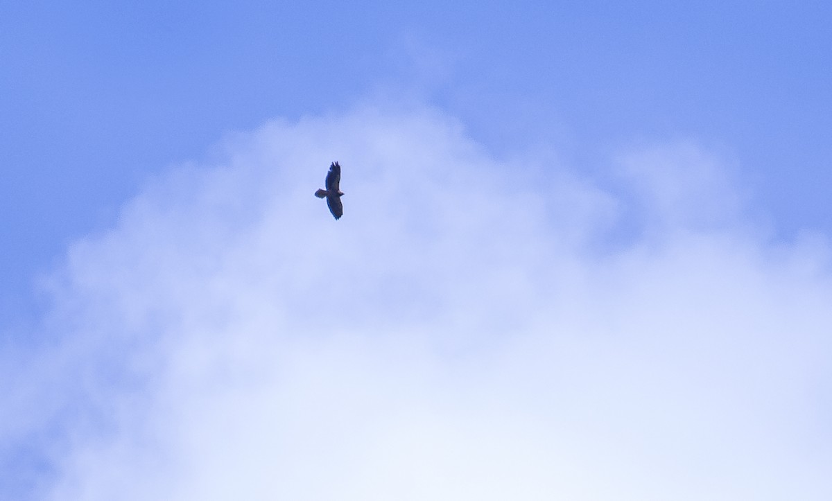 Swainson's Hawk - ML119797921