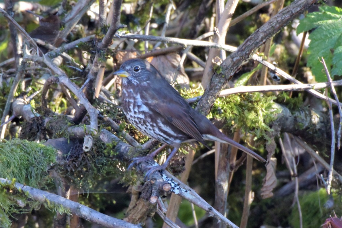 Fox Sparrow - ML119797931