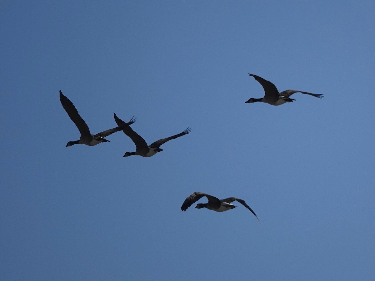 Canada Goose - Norman Uyeda