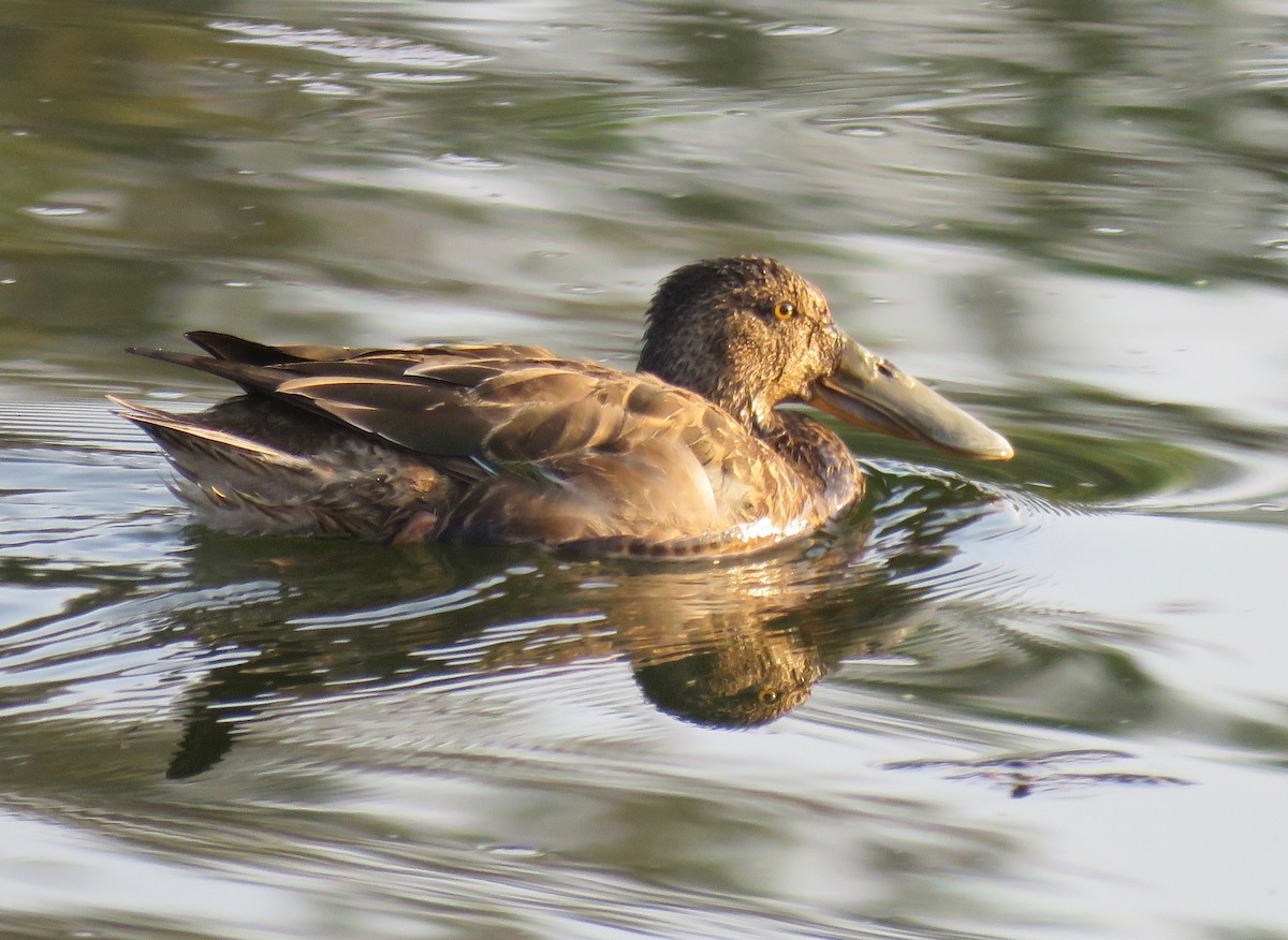 Canard souchet - ML119799021