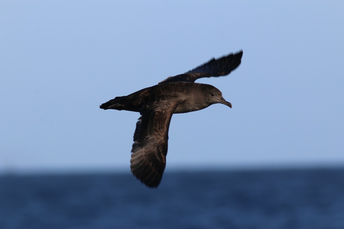 Sooty Shearwater - Richard MacIntosh