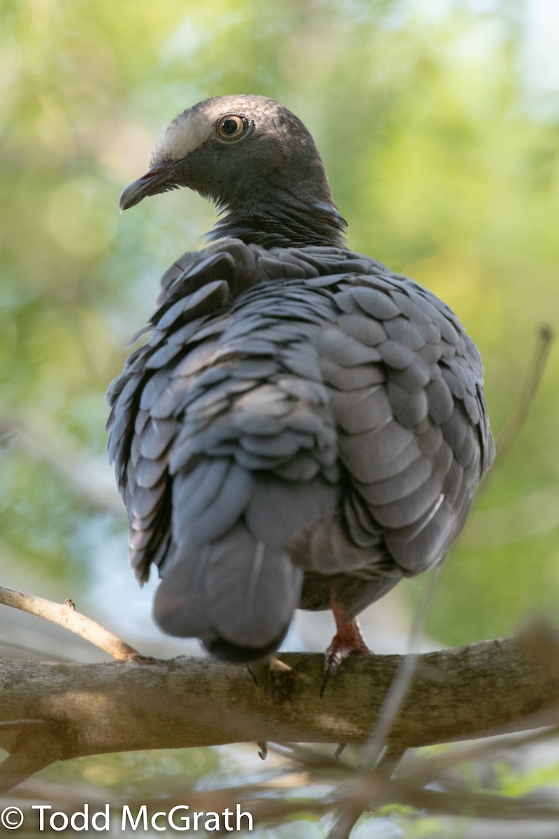 Pigeon à couronne blanche - ML119801831