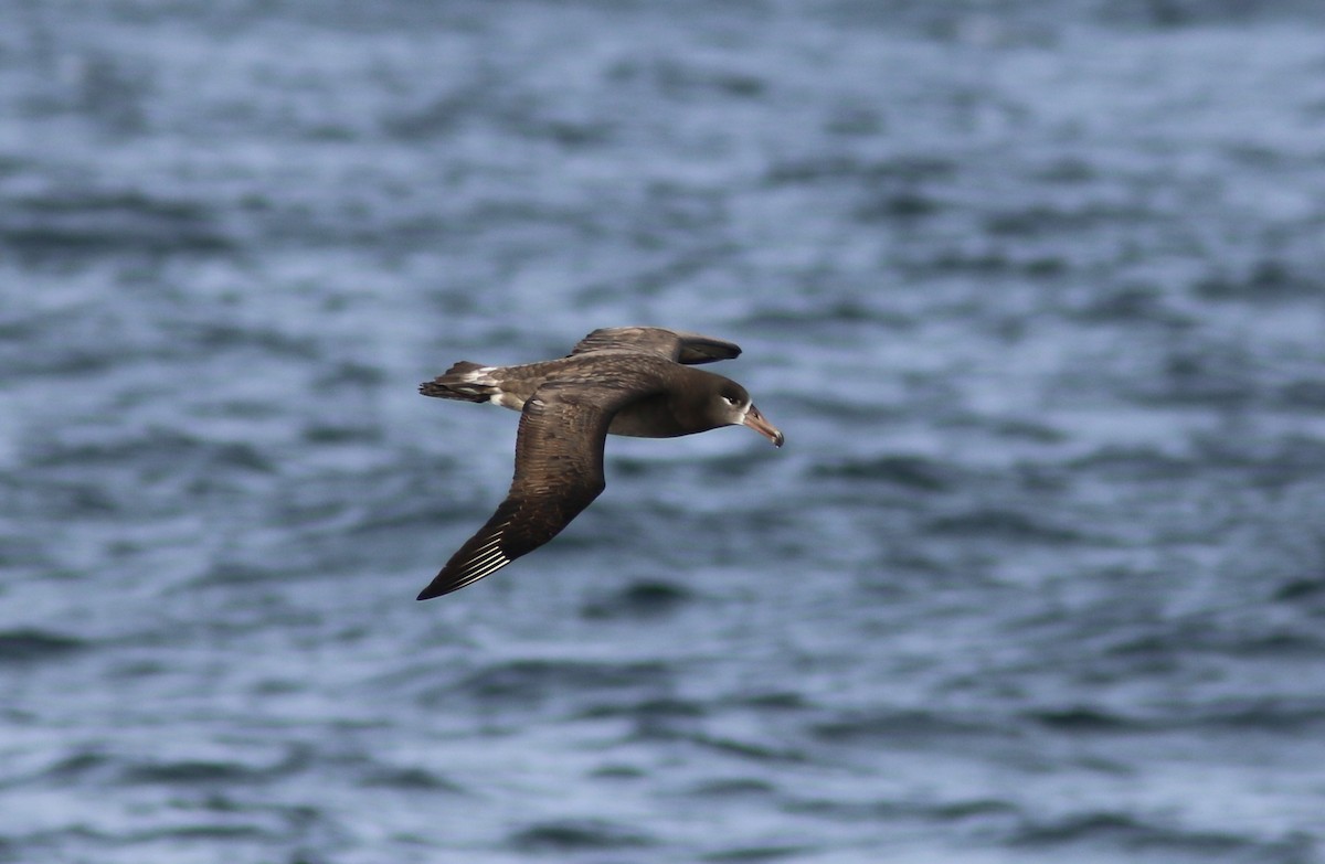 Black-footed Albatross - Richard MacIntosh