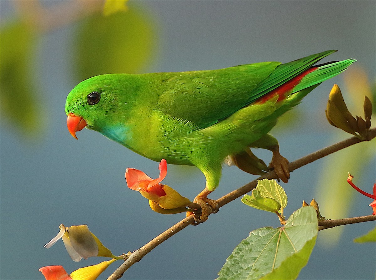 Vernal Hanging-Parrot - Savio Fonseca (www.avocet-peregrine.com)