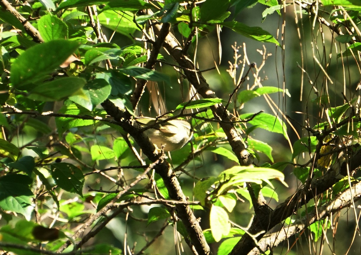 Blyth's Leaf Warbler - ML119806701