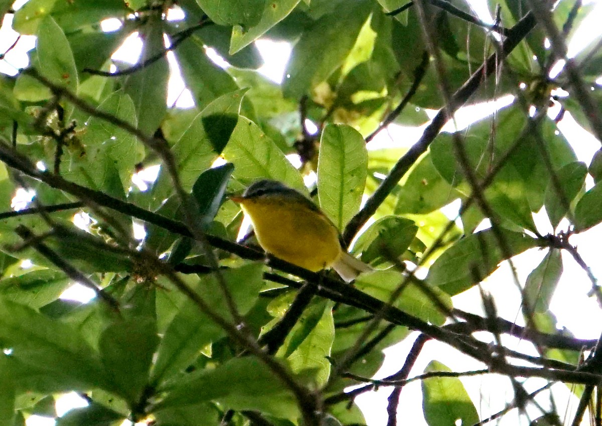 Gray-hooded Warbler - ML119807881